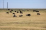 Hulunbeir Grassland